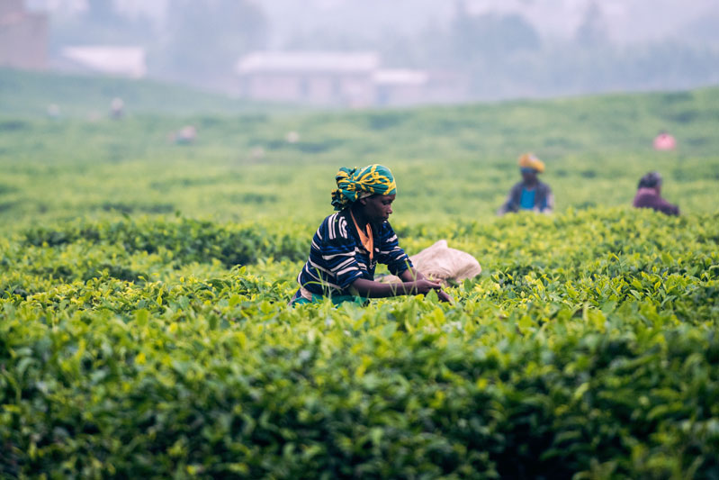 south-africa-project